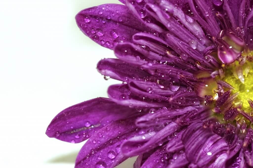 water-drops-on-flower-background_z1yIdyYd